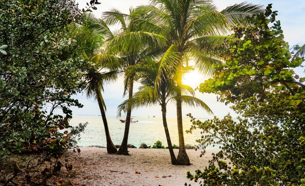 coconut trees on a beach